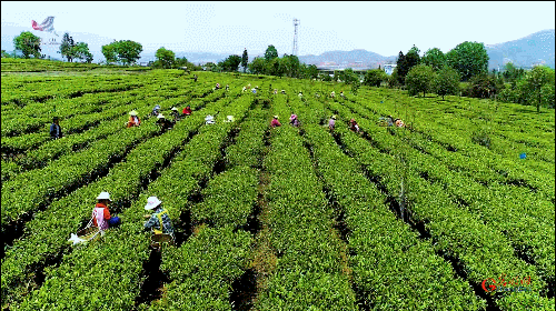 如何真正做有價(jià)值的科研？聽“茶葉院士”陳宗懋的答案