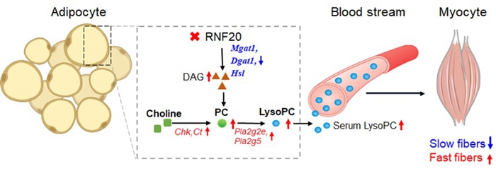 圖 RNF20促進(jìn)豬快肌纖維形成的分子機(jī)制.jpg