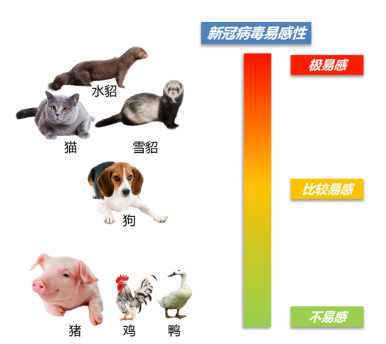 貂、貓、狗等是否會成為新冠病毒的傳染源？