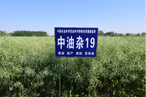 油菜界的“尖子生”“中油雜”來了，它不偏科