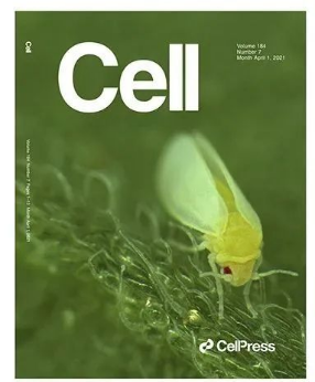 植物解毒基因，煙粉虱偷來“當(dāng)槍使”