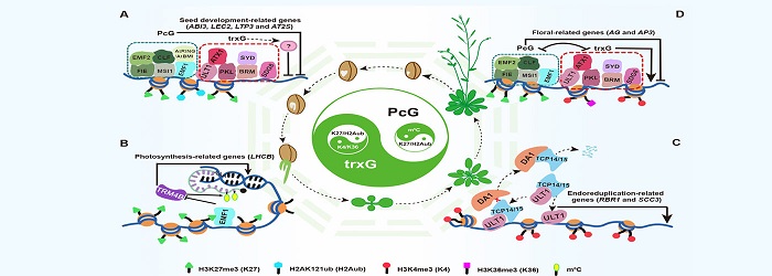 圖示： 不同表觀修飾間的互作與平衡精準(zhǔn)調(diào)控植物生命周期.jpg