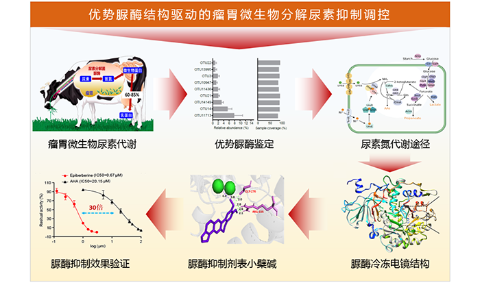 圖 優(yōu)勢(shì)脲酶結(jié)構(gòu)驅(qū)動(dòng)的瘤胃微生物分解尿素抑制調(diào)控.png